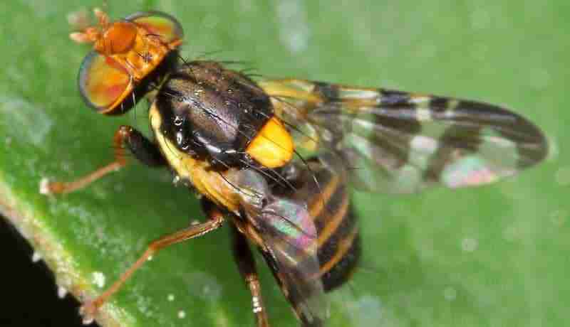 mosca-del-ciliegio-rhagoletis-cerasi-adulto