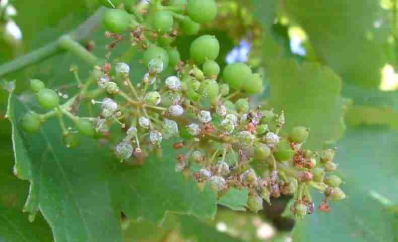 Peronospora della vite sugli acini