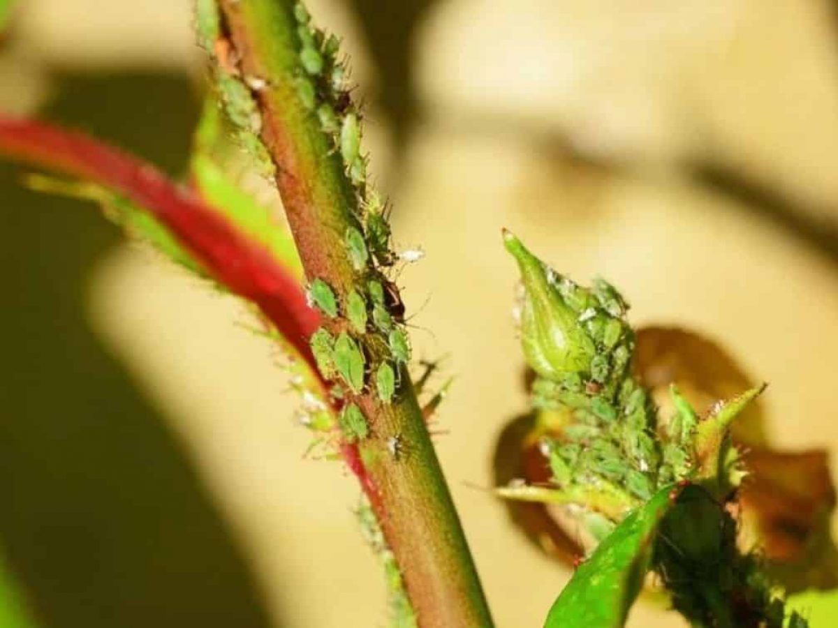 rimedi naturali per pidocchi rose