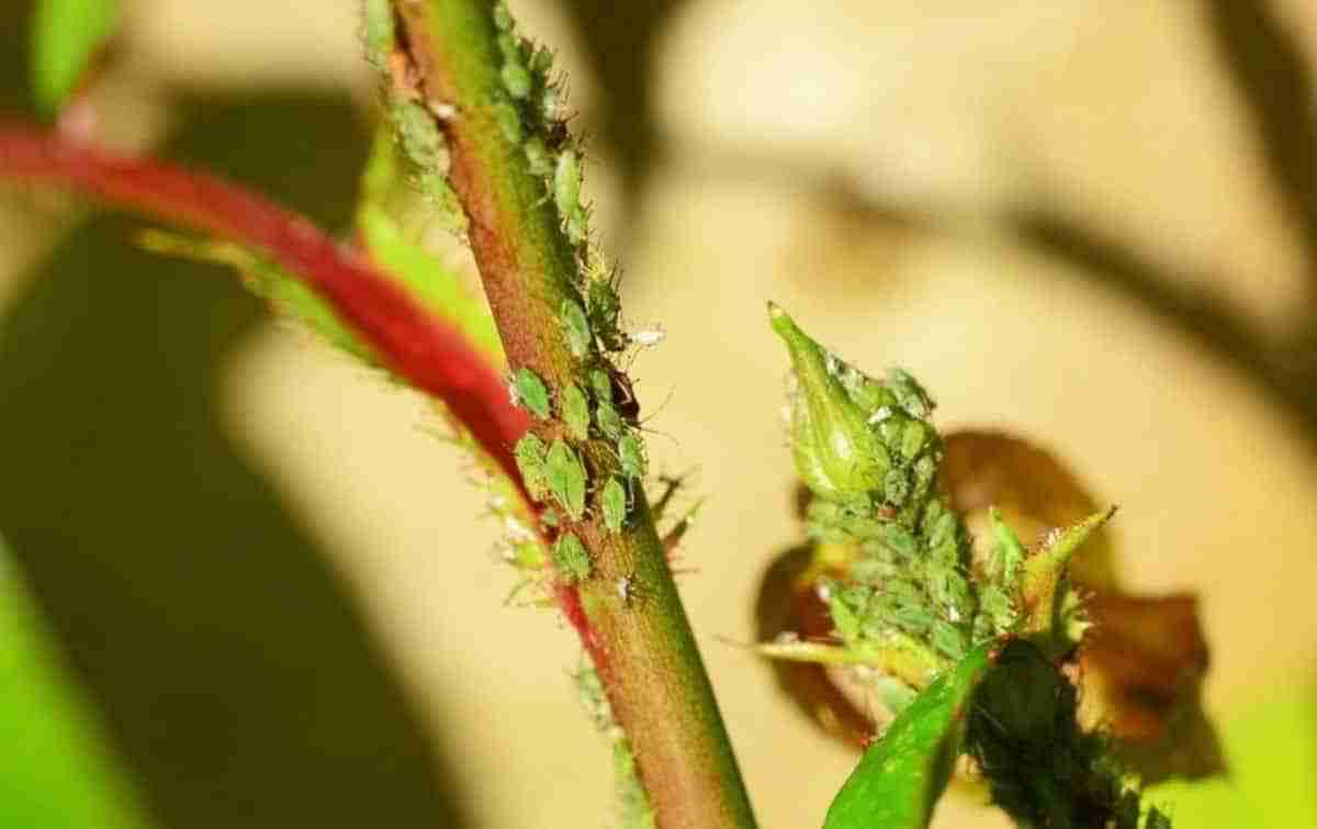 Afidi Delle Rose Ecco Come Eliminarli Coltivazione Biologica