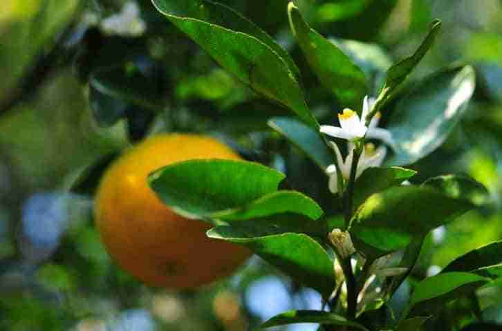 Alberi di agrumi