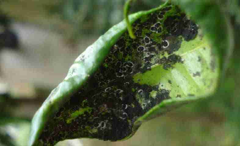 Aleurocanthus spiniferus su una foglia