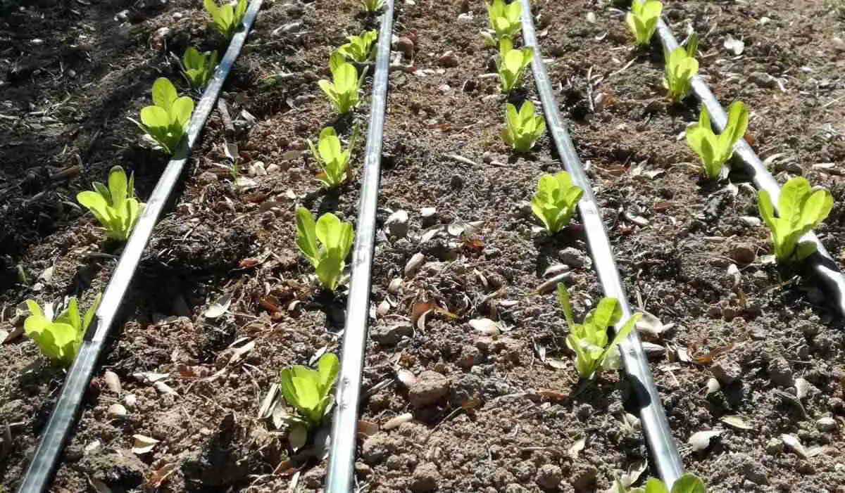 Come piantare lattughe