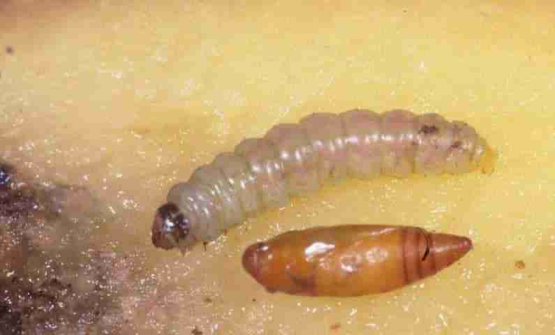 Larva-di-tignola-della-patata