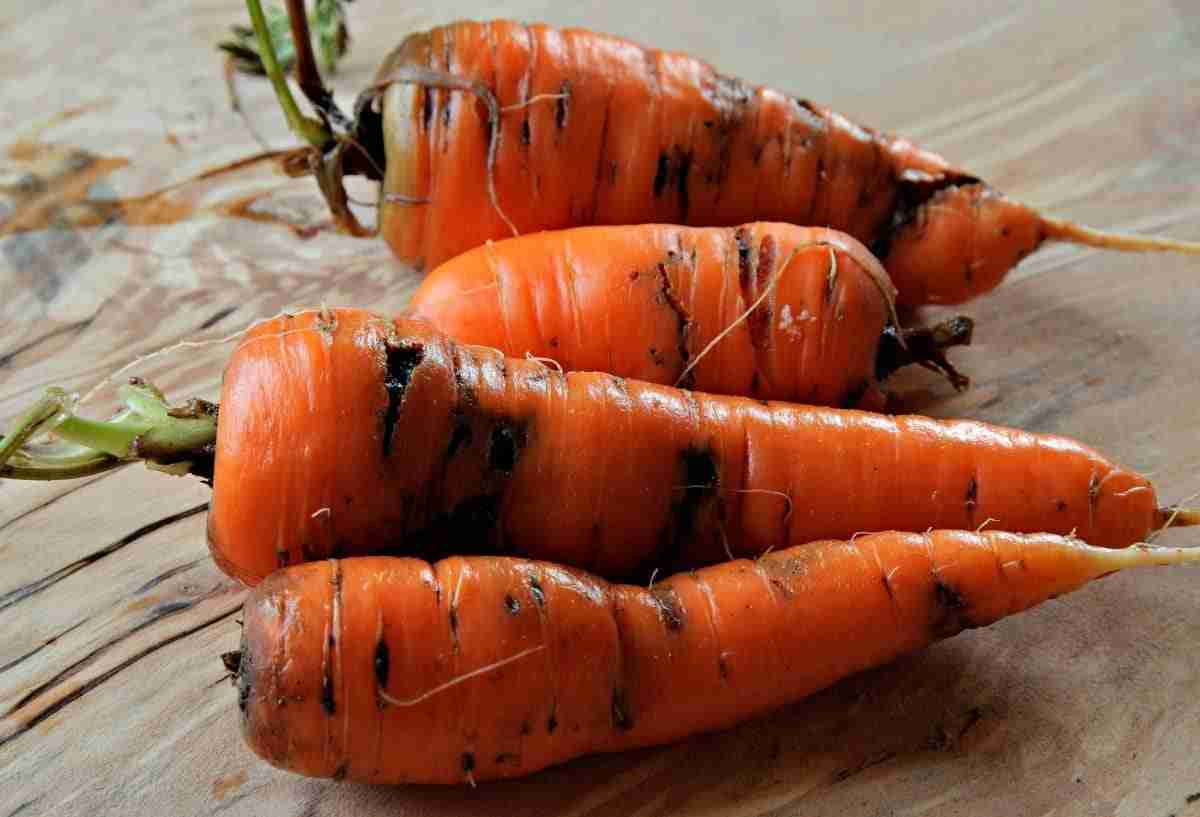 Mosca della carota attacca la radice