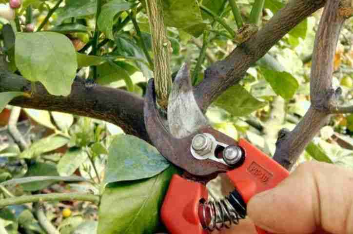 Potatura del succhione di un albero di agrumi