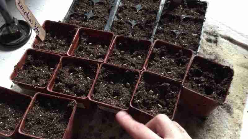 Semina delle zucchine in semenzaio