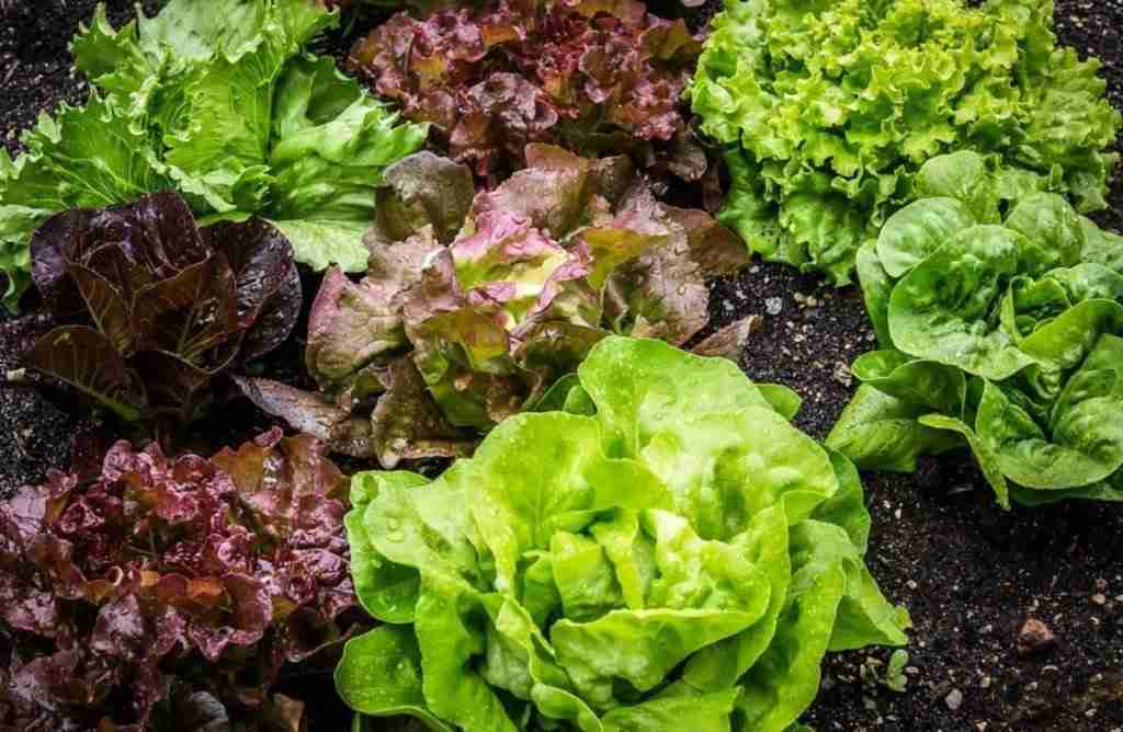 Come piantare la lattuga nell'orto Coltivazione