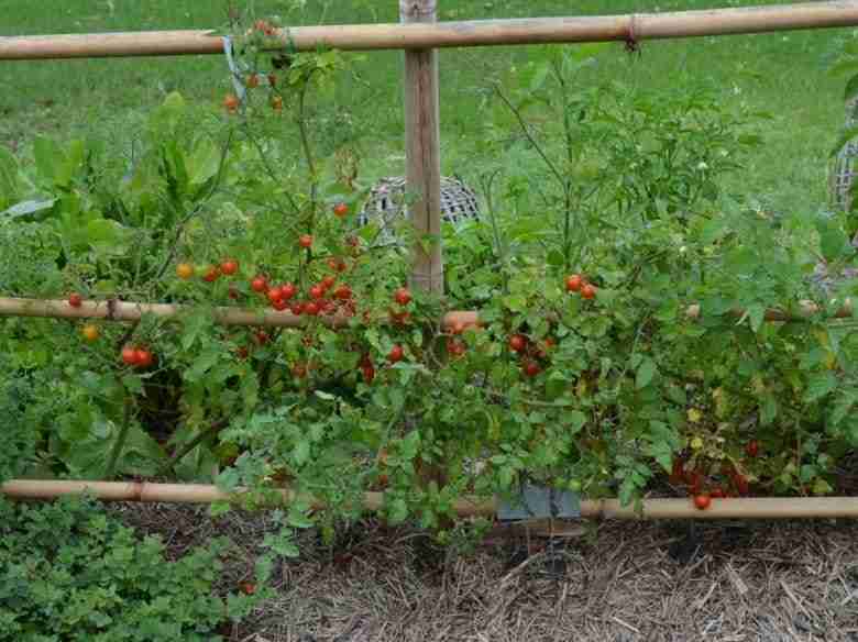 Pomodori legati dopo il trapianto