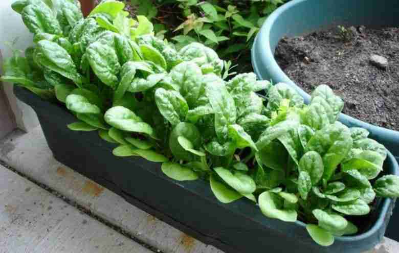 coltivare-in-vaso insalate