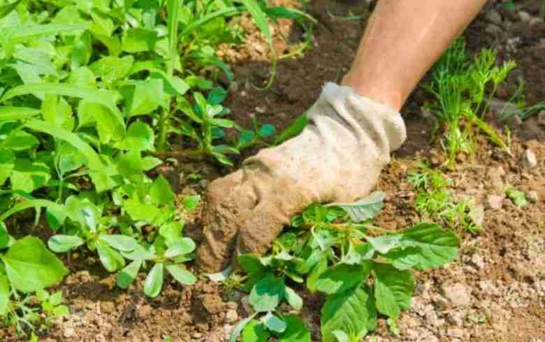 Erba infestanti su orto di maggio