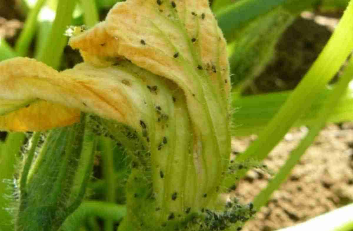Afidi delle zucchine