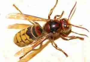 Vespa crabro