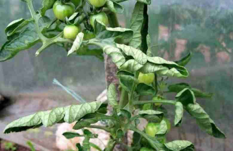 Accartocciamento fogliare del pomodoro