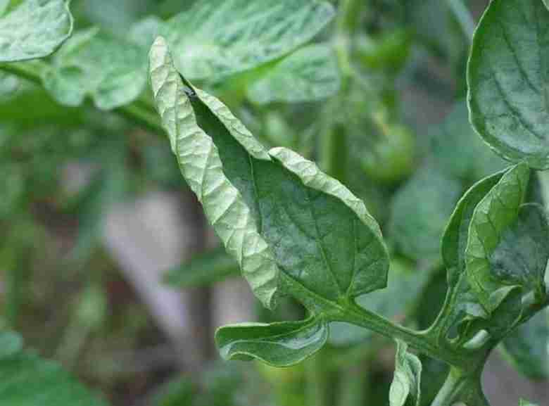 Foglie accartocciate e secche di pomodoro