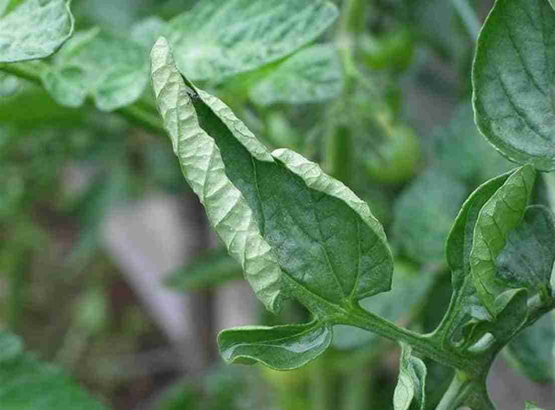 Le Foglie Arricciate Dei Pomodori Coltivazione Biologica