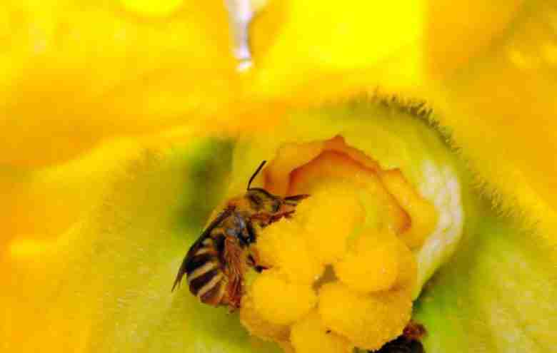 Impollinazione fiore di zucchina