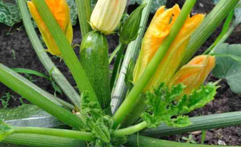 Raccogliere zucchine e fiori di zucca