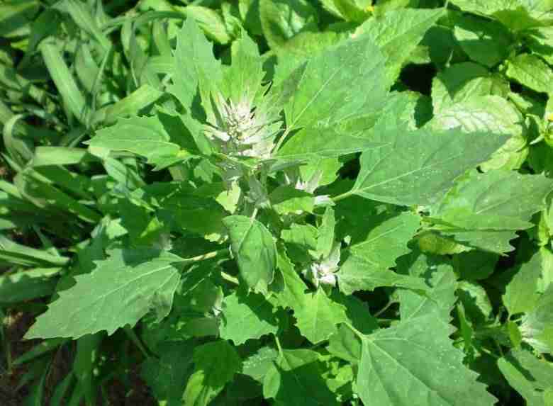 erba spontanea commestibile di farinello