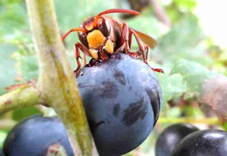 vespa crabro su uva