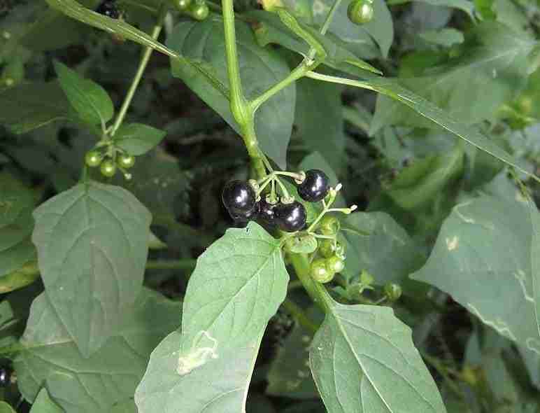 Bacche di erba morella solanum nigrum