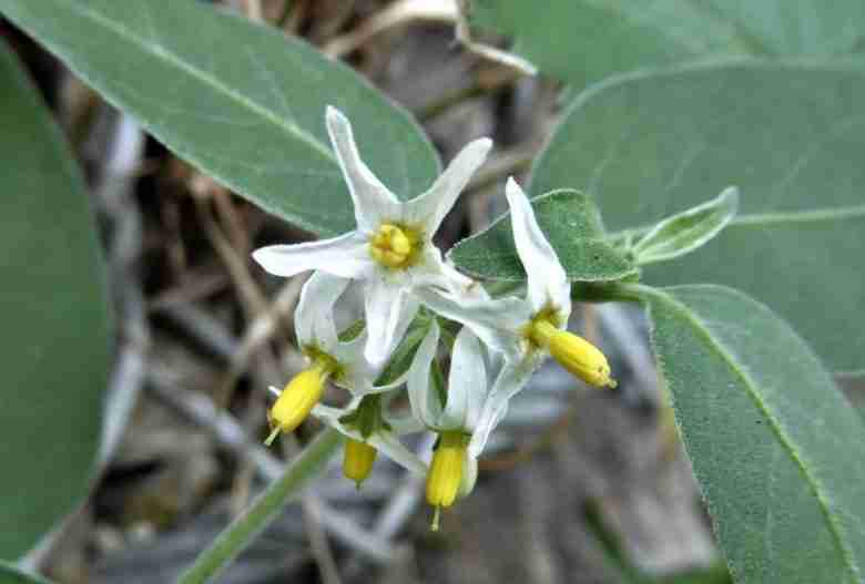 Fiore di erba morella