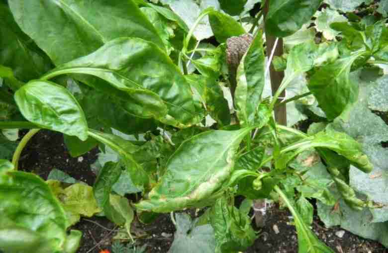 Foglie arricciate di una pianta di peperone