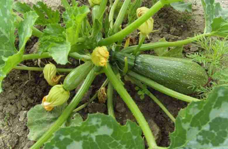 Pianta di zucchine in produzione