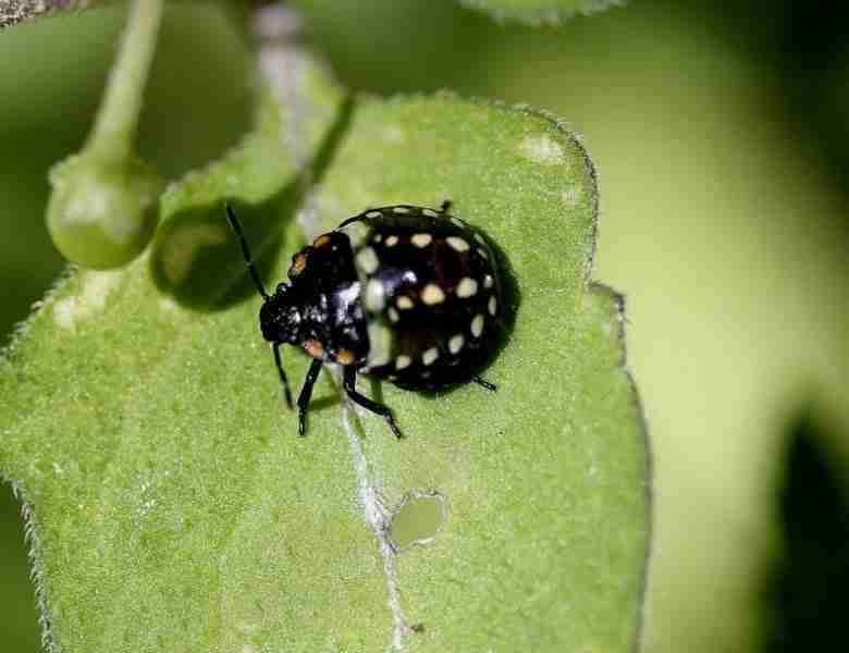 neanide di cimice verde