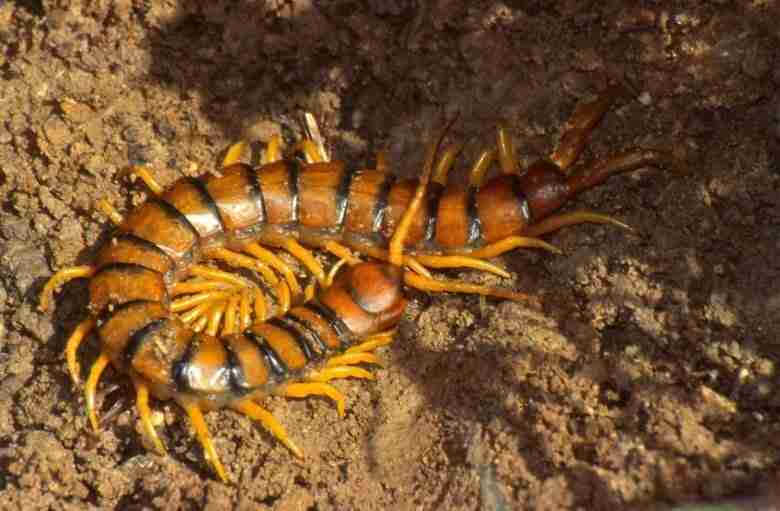 scolopendra sulla terra