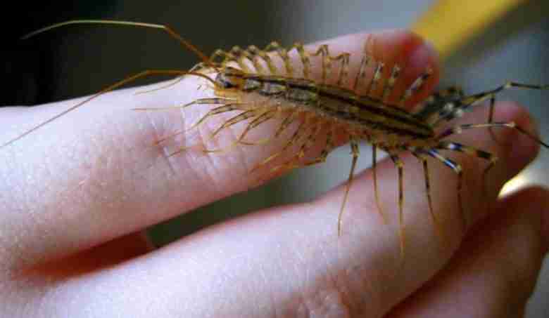 scutigera coleoptrata