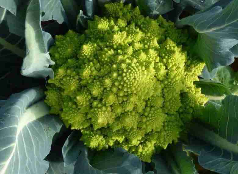 Coltivare il broccolo romanesco