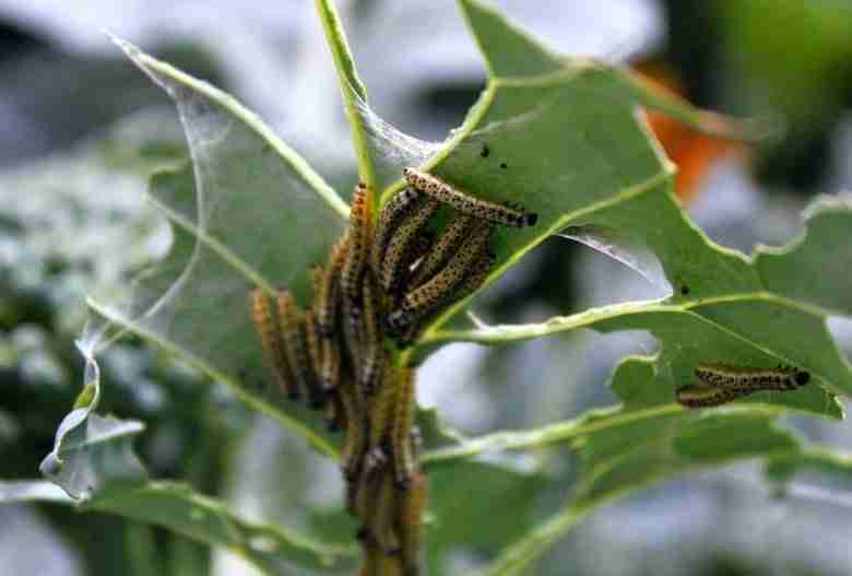 Come eliminare la cavolaia con metodi naturali