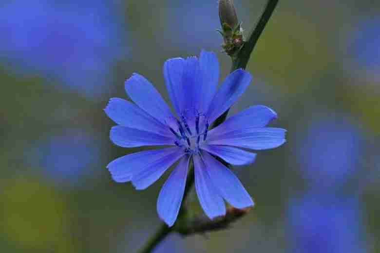 Fiore di cicoria selvatica
