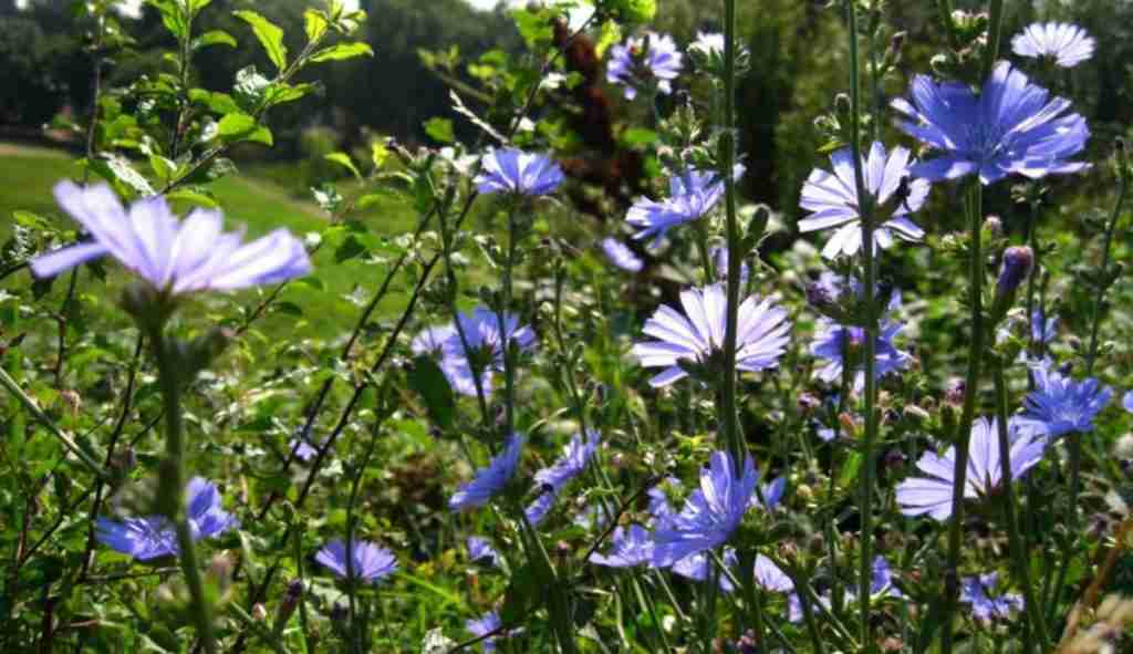 La cicoria selvatica (Cichorium intybus). Raccolta, proprietà e usi La cicoria selvatica (Cichorium intybus). Raccolta, proprietà e usi