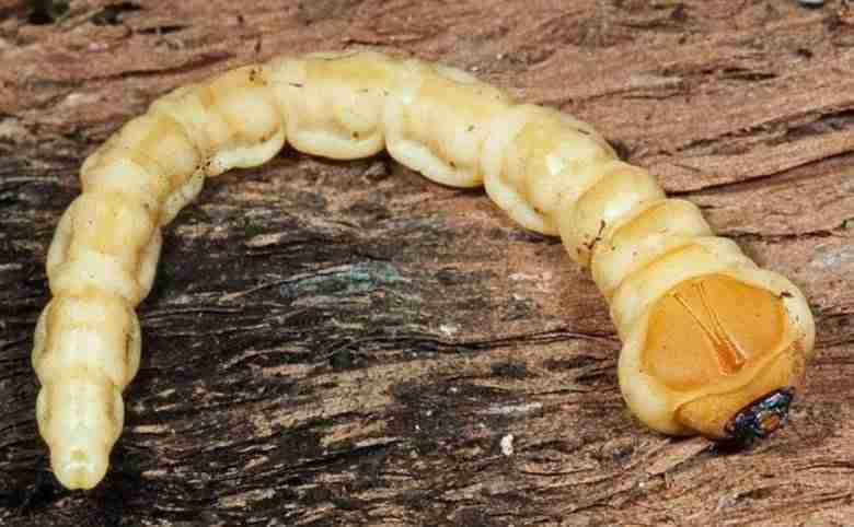 Larva adulta di capnode delle Drupacee