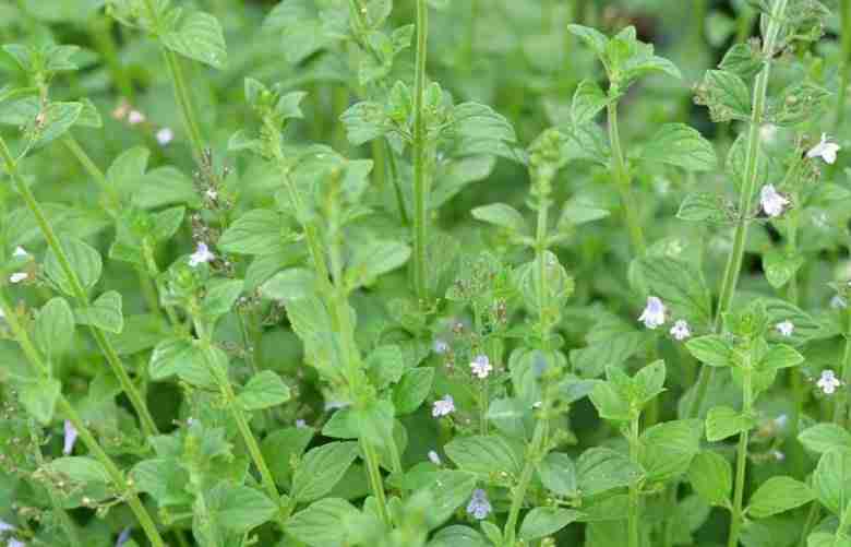 Calamintha nepeta