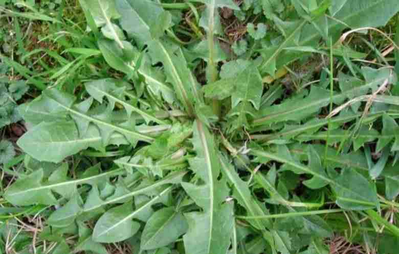 cicoria di campo