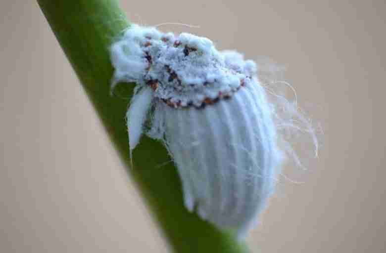 Cocciniglia cotonosa degli agrumi