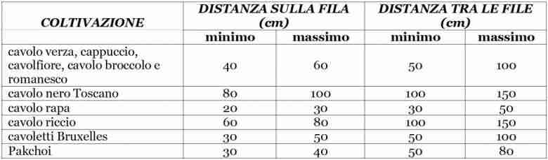 Distanze trapianti dei cavoli
