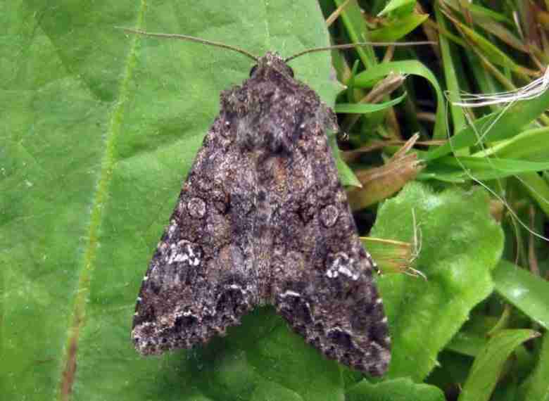 Mamestra brassicae
