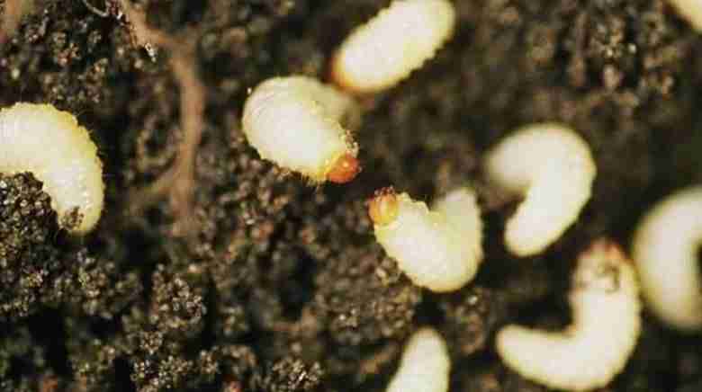 Nematodi entomopatogeni