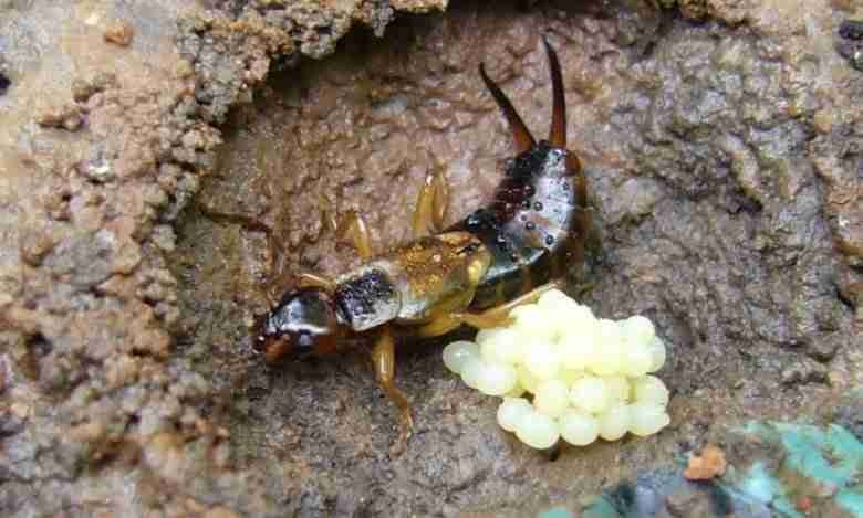 Uova di Forficula auricularia