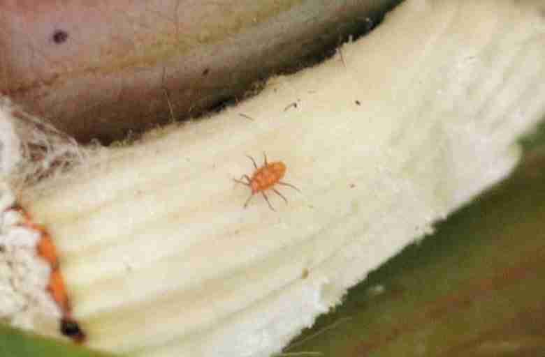 Cocciniglia cotonosa parassitizzata dalla Rodolia