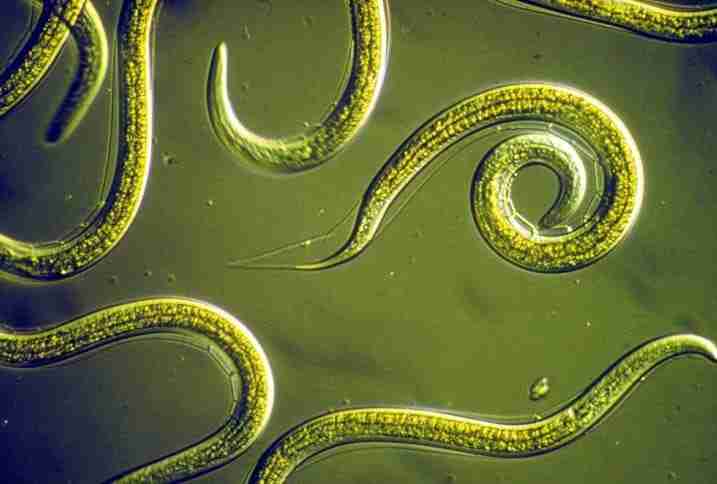nematodi-entomopatogeni-al-microscopio