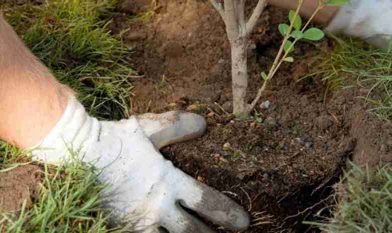 piantare alberi nel pane di terra