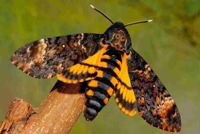 Acherontia atropos