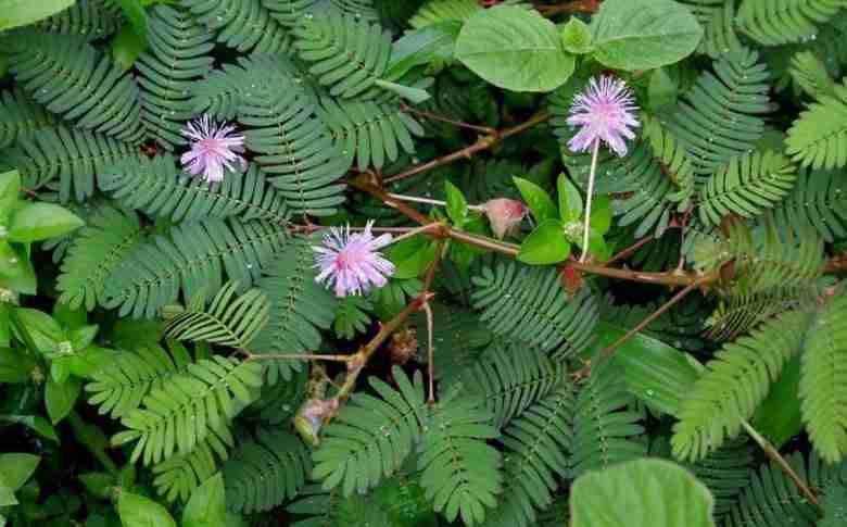 Fiori di mimosa pudica