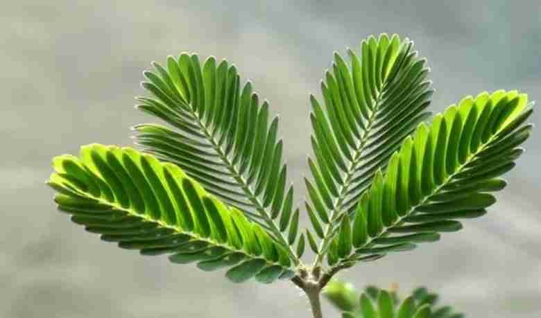 Foglie di mimosa pudica