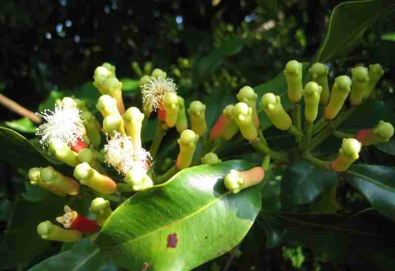 Syzygium aromaticum